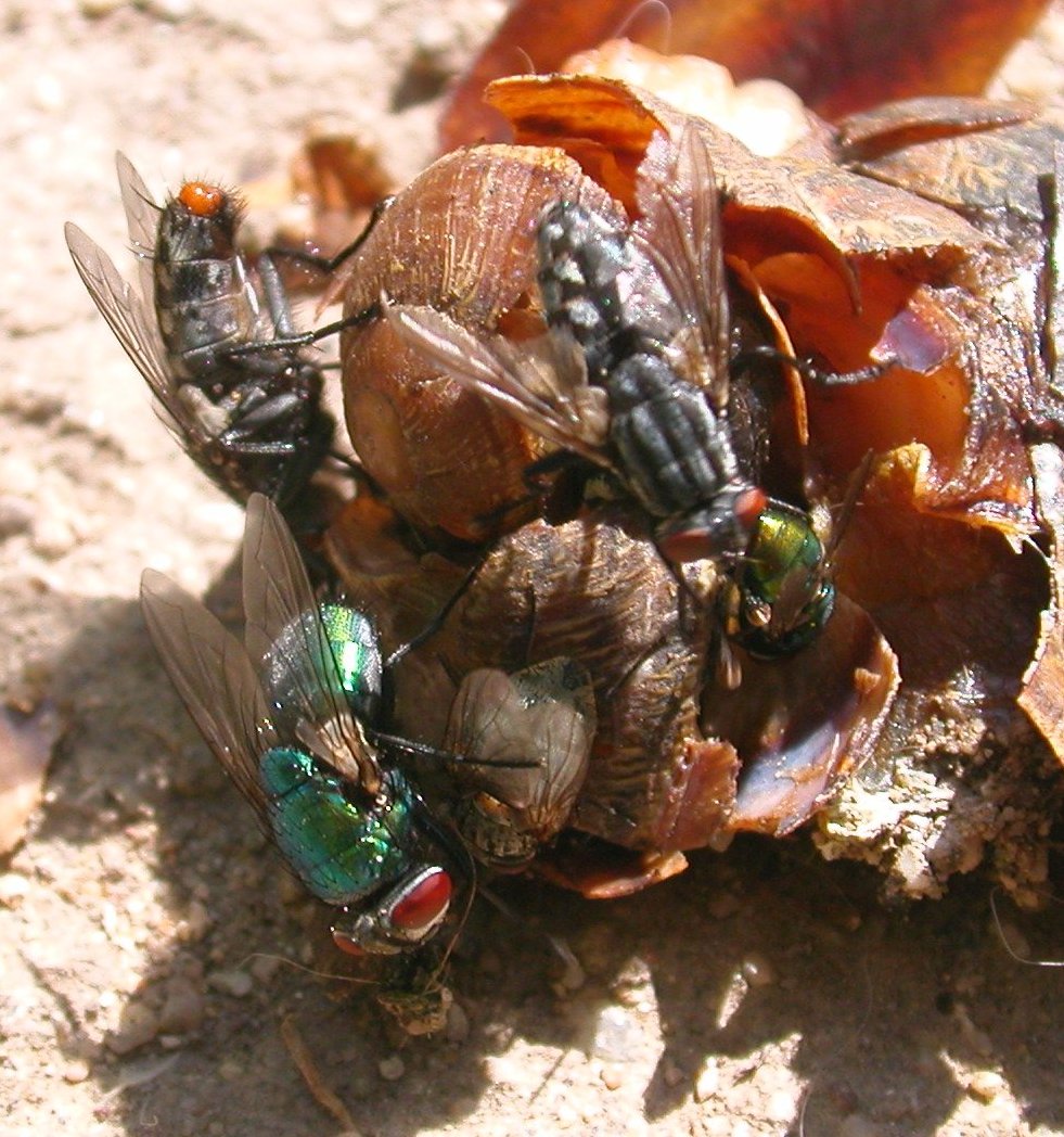 Sagra della chiocciola: Lucilia cf. sericata (Calliphoridae)